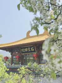🌸 Xiamen's Spring Snowy Wonderland at Shishi Zen Temple 🌸