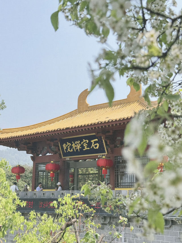 🌸 Xiamen's Spring Snowy Wonderland at Shishi Zen Temple 🌸