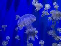 台灣厲害的水族館xpark半日遊