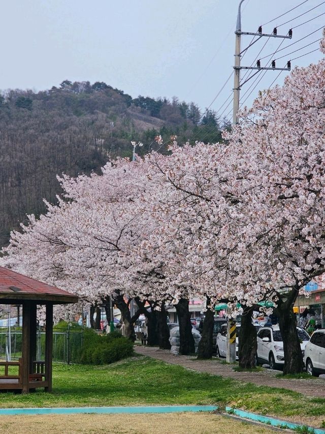 벚꽃 구경은 단양에서!