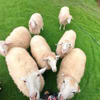 🐑 #ไร่ฟาร์มแกะ ภูทับเบิก☺️📌