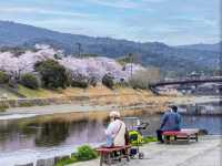 “Sakura by the Sacred Stream: Isuzu River’s Tranquil Bloom” 