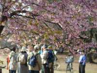 🌸 Sakura & Serendipity: My Perfect Day at Yoyogi Park 🌸