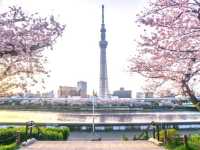 🌸 Sakura & Skyscrapers: My Perfect Day Along Sumida River 🌸