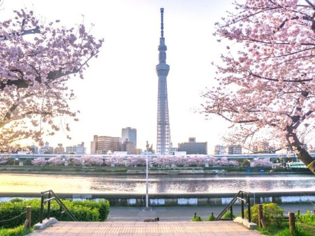🌸 Sakura & Skyscrapers: My Perfect Day Along Sumida River 🌸