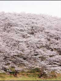 Kobo-yama: Nature's Grand Spring Filter
