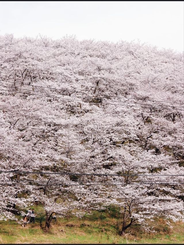 Kobo-yama: Nature's Grand Spring Filter