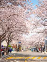 A Dreamy Stroll Through Hapcheon’s Cherry Blossom Wonderland