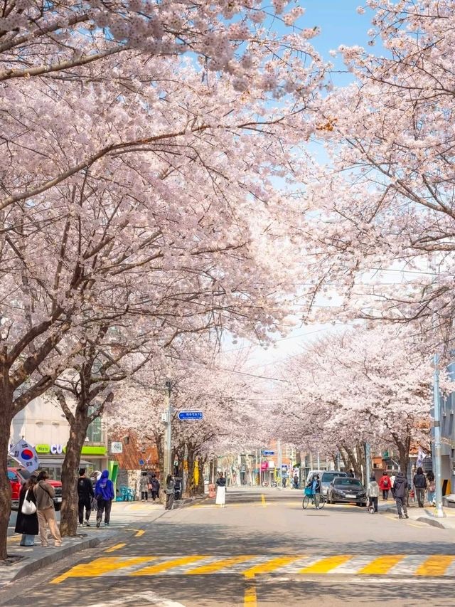 A Dreamy Stroll Through Hapcheon’s Cherry Blossom Wonderland