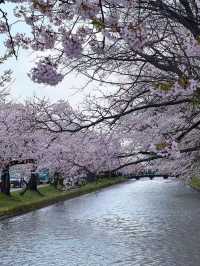 Enchanting Cherry Blossom Rain: A Must-See at Hirosaki Park