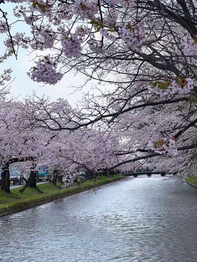 Enchanting Cherry Blossom Rain: A Must-See at Hirosaki Park
