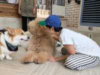 タイで癒されたいなら「Dog In Town Ari」へ！