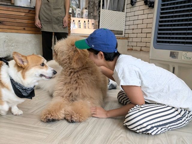 タイで癒されたいなら「Dog In Town Ari」へ！
