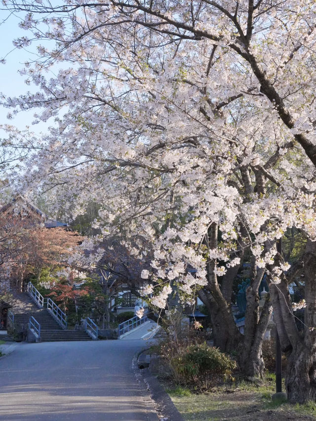 Cherry Blossoms Above the Clouds: Spring at Tenjoji Temple
