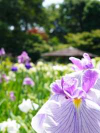 【埼玉】菖蒲と紫陽花が見られる穴場スポット