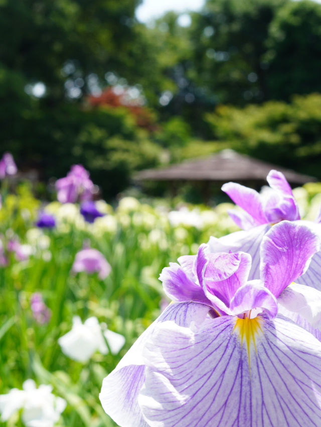 【埼玉】菖蒲と紫陽花が見られる穴場スポット