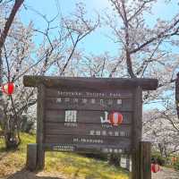 海と空の水色、桜のピンク。コントラストが美しい。