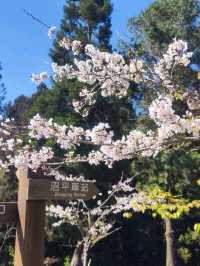 嘉義阿里山櫻花繽紛綻放