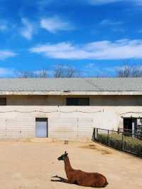 免門票看熊貓就在唐山動物園！！