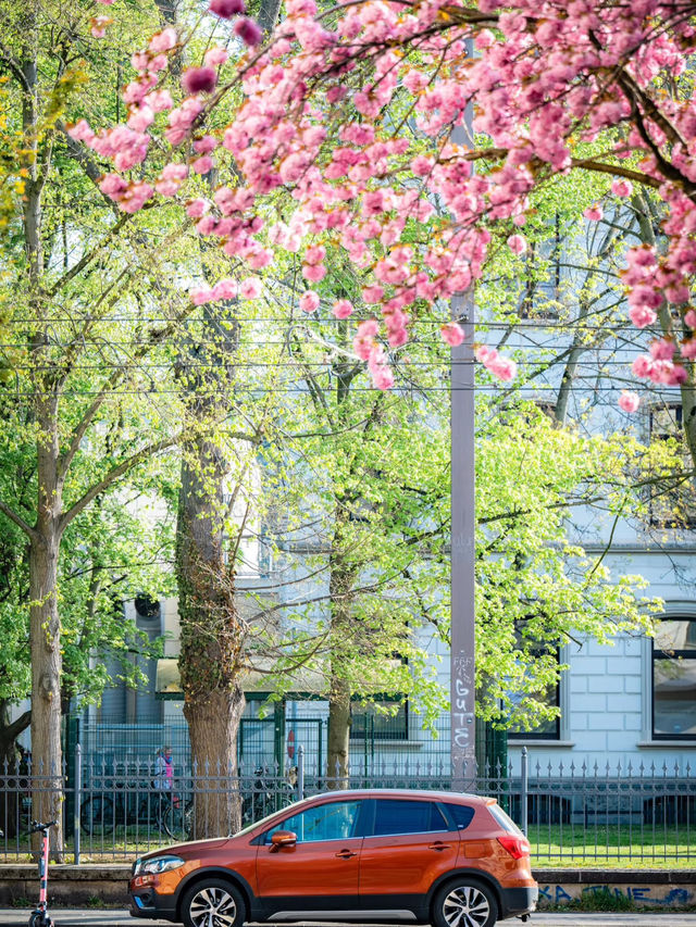 🇩🇪Bonn’s Cherry Blossom Wonderland | This Is What Spring Feels Like