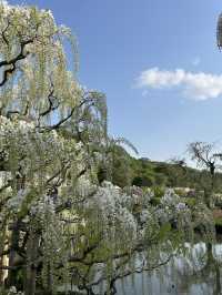 【足利】満開の藤の花を楽しもう
