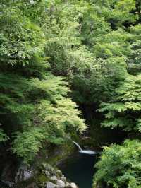 【茨城】生い茂る青もみじが美しい吊り橋	