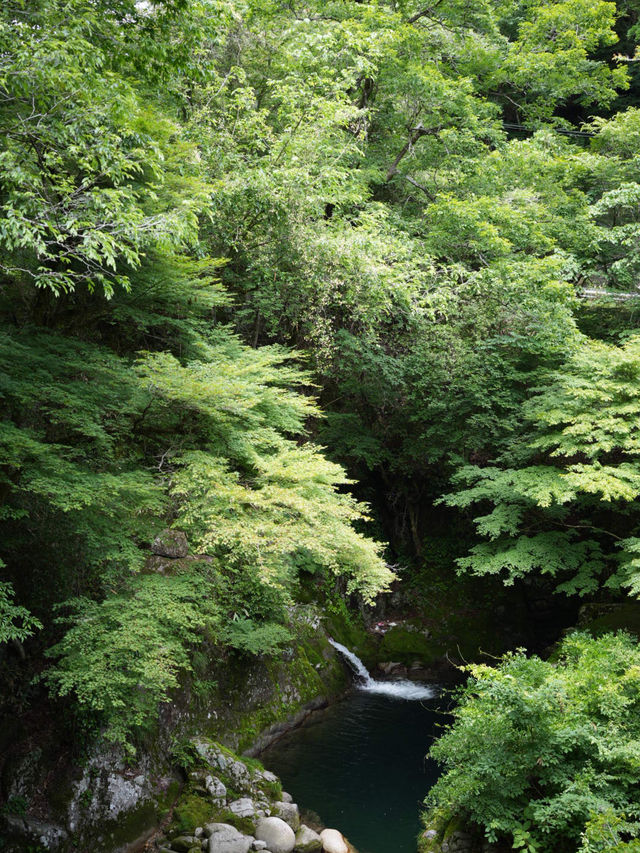 【茨城】生い茂る青もみじが美しい吊り橋	