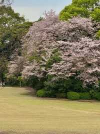 🌸 Catching the Last of Tokyo's Cherry Blossom Season 🌸