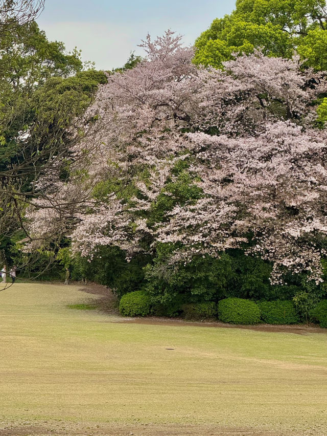 🌸 Catching the Last of Tokyo's Cherry Blossom Season 🌸