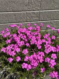 Gorgeous Mount Fuji Blossom in Spring 
