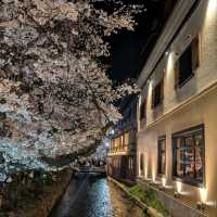 Cherry Blossoms Strolls