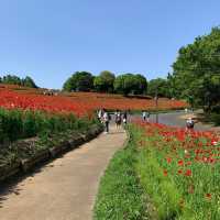 A Stunning Seasonal Escape at Showa Memorial Park