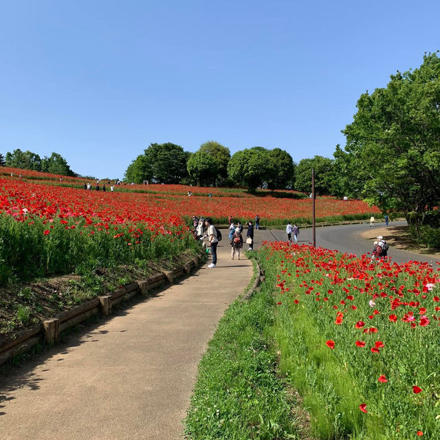 A Stunning Seasonal Escape at Showa Memorial Park
