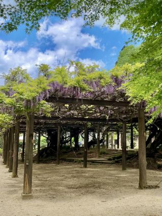 Spring Magic at Sainokami no Fuji