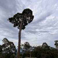 Discover the beauty of Indigo Hill Resort at Raub Pahang 