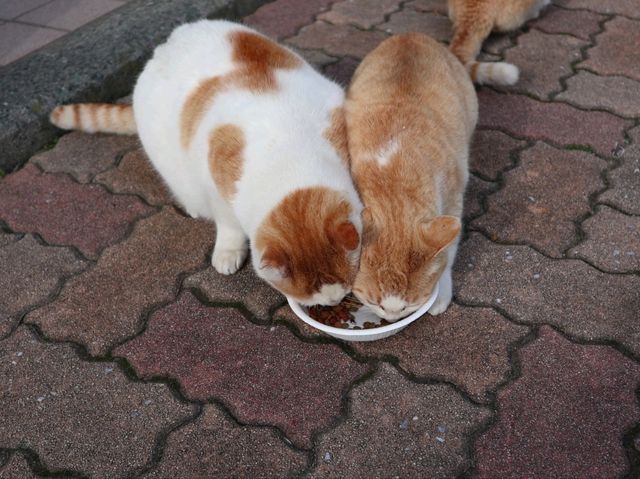 고양이 마을 아오시마