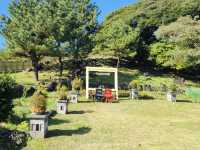 A Delightful Surprise at Jeju Cypress Forest