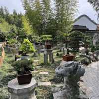 Yangzhou Ge Garden – "Bamboo Shadows and Sakura Showers"
