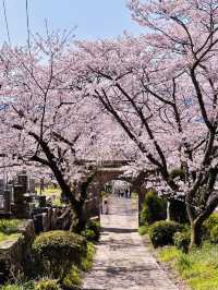 Pilgrimage of Petals: Enōji Temple’s Meditative Sakura Walk