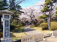 曹洞宗 五鋒山 松音寺，伊達家宗廟與春櫻的相互輝映