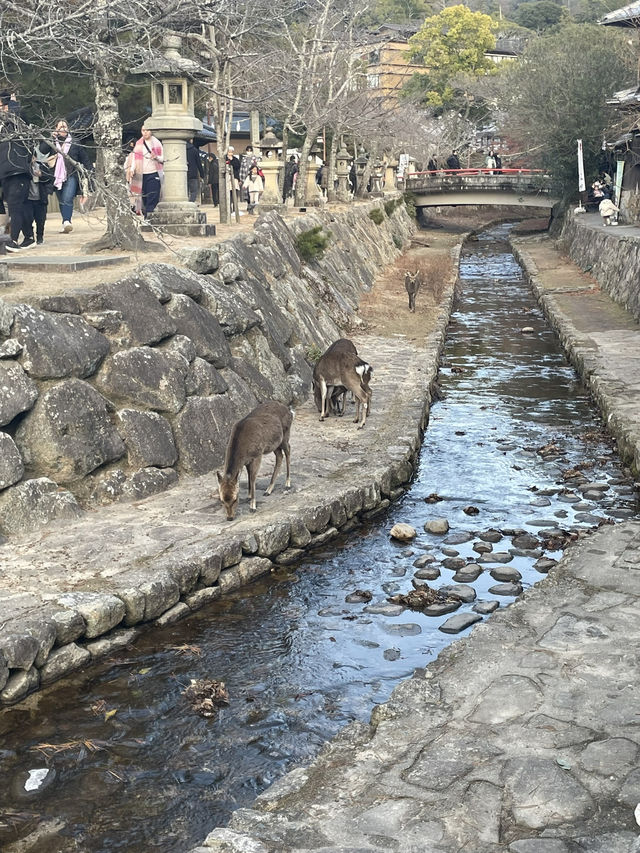 広島県オススメ観光スポット　宮島へ