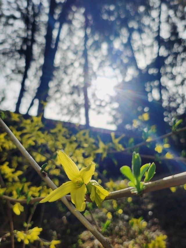 春遊：頤和園的春意