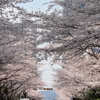 春天的浪漫釜山櫻花行～