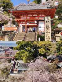 Wakayama | Sunset Castle & Cherry Blossom Lane 🌸