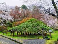 Cherry Blossoms Meet Castle