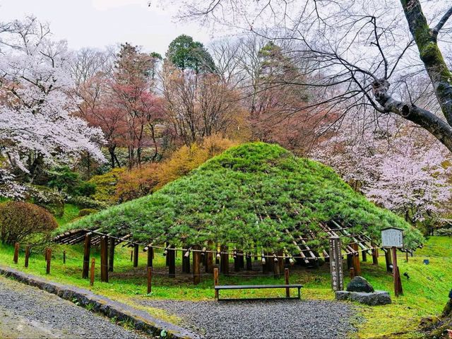 Cherry Blossoms Meet Castle