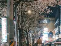 Springtime Magic in Seoul: A Cherry Blossom Dream