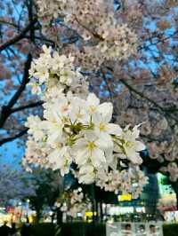 Ulsan in Bloom: A Coastal Cherry Blossom Escape
