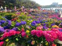 Hydrangea Garden at Ilsan Flower Festival