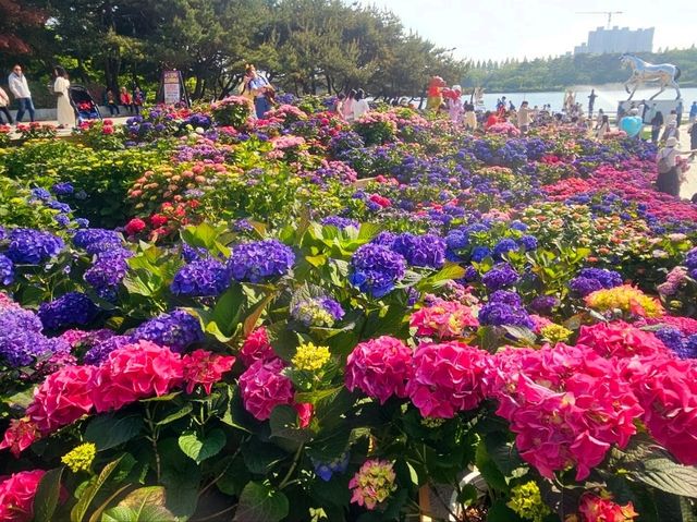 Hydrangea Garden at Ilsan Flower Festival
